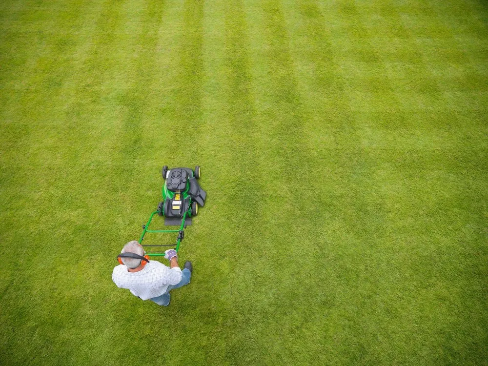 Local lawn care service experts serving Princeton, TX - Divine Lawn Services