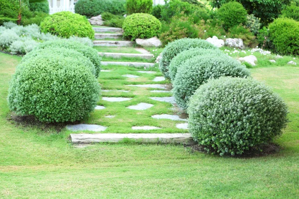 Top-rated lawn mowing service in Princeton, TX - Divine Lawn Services