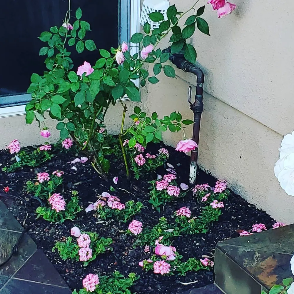 Top-rated residential landscaping for outdoor upgrades across Lomita, CA - Divine Reflections