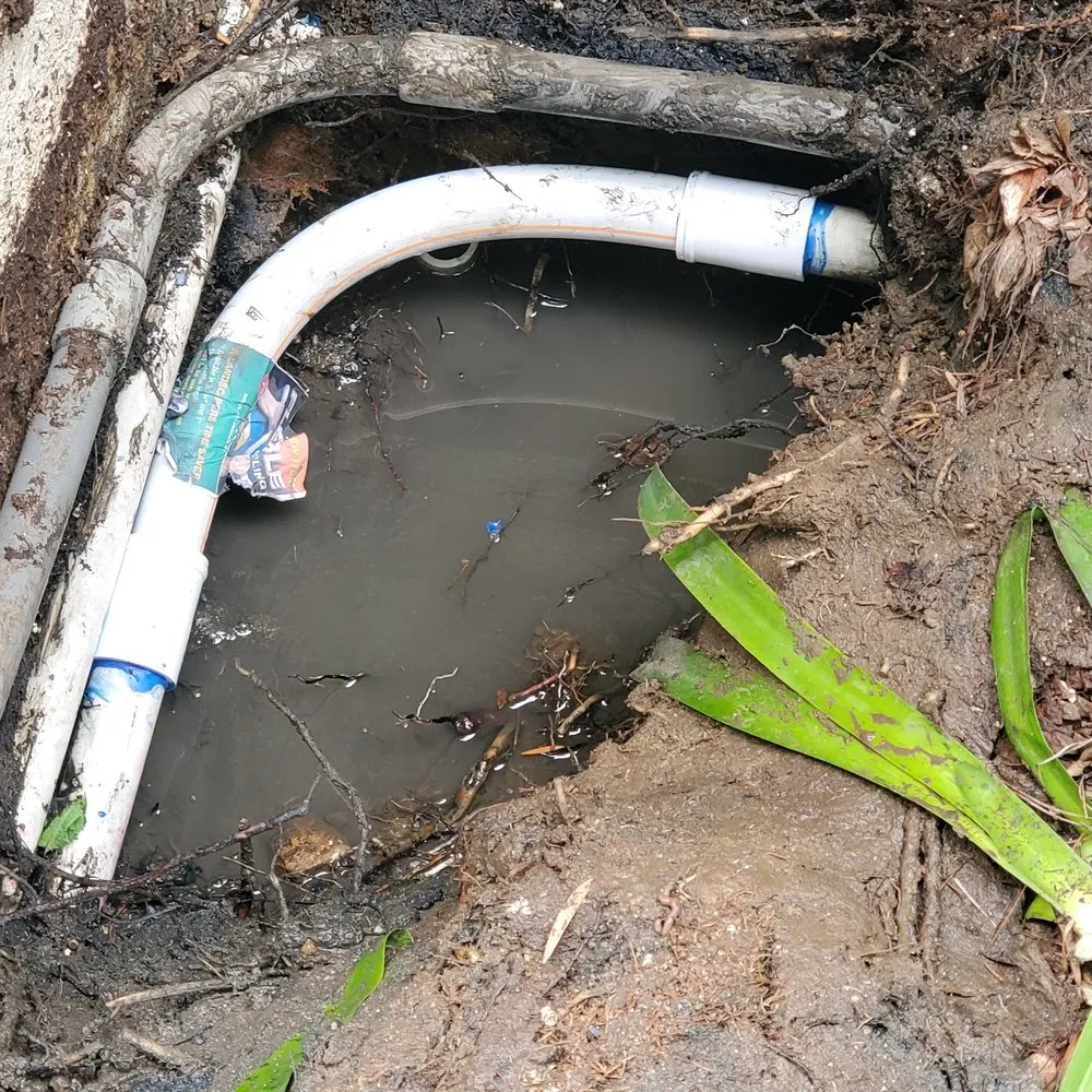 Affordable yard cleanup service in Lomita, CA by Divine Reflections