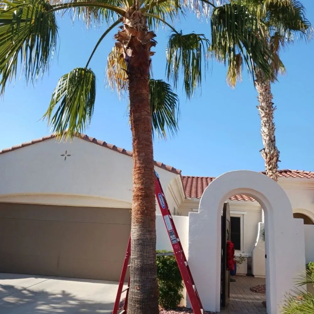 Custom lawn care service in Surprise, AZ by Divine's landscaping