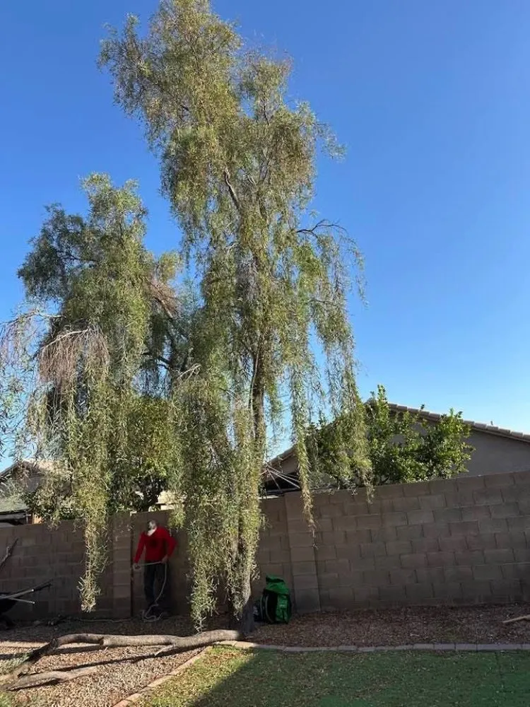 Professional garden landscaping in Surprise, AZ - Divine's landscaping