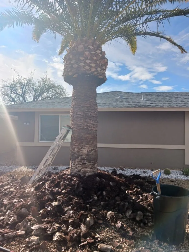 Trusted landscaping services in Surprise, AZ by Divine's landscaping