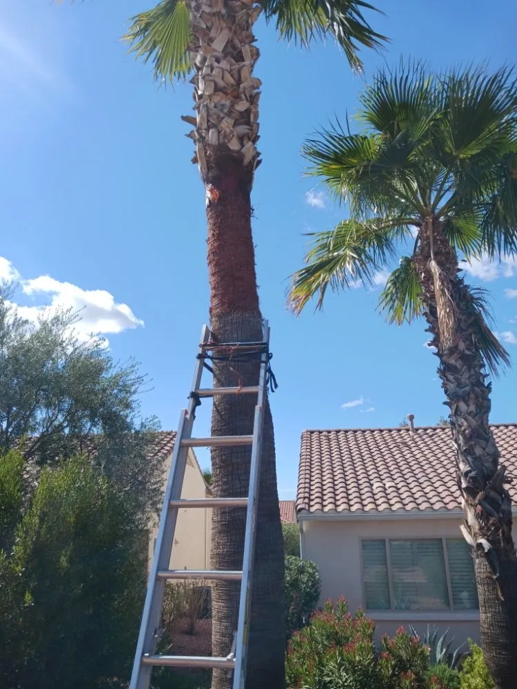 Expert landscaping services experts serving Surprise, AZ - Divine's landscaping