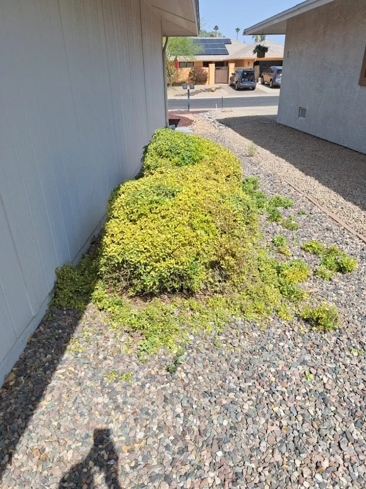 Expert outdoor landscaping in Surprise, AZ by Divine's landscaping