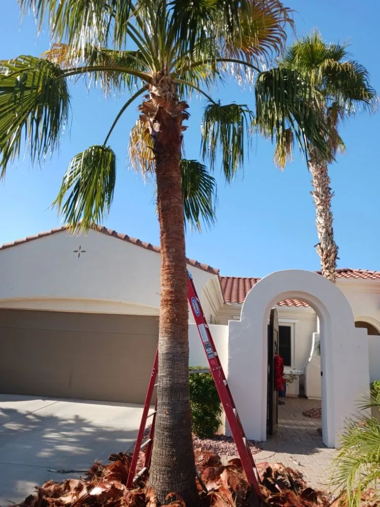 Trusted yard cleanup service for beautiful yards in Surprise, AZ by Divine's landscaping