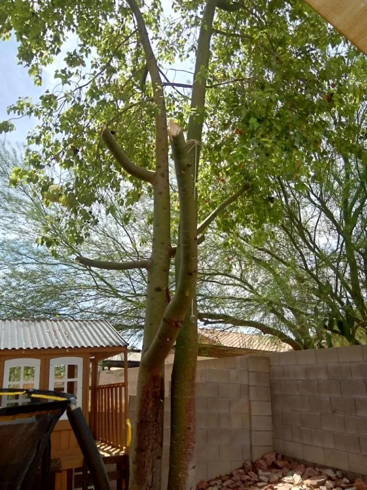 Local lawn mowing service for beautiful yards across Tucson, AZ - Divinity Kleaners