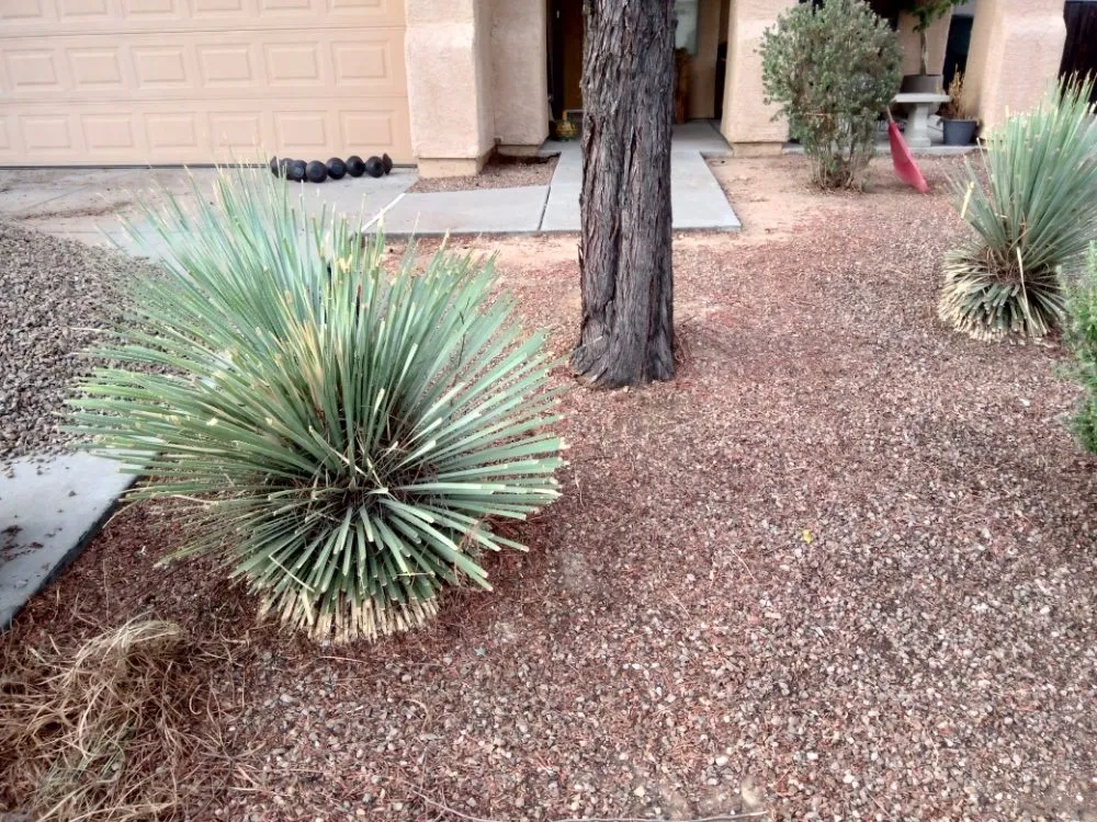 Affordable landscape design for homes in Tucson, AZ by Divinity Kleaners