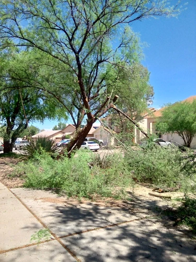 Custom landscape design near you across Tucson, AZ - Divinity Kleaners