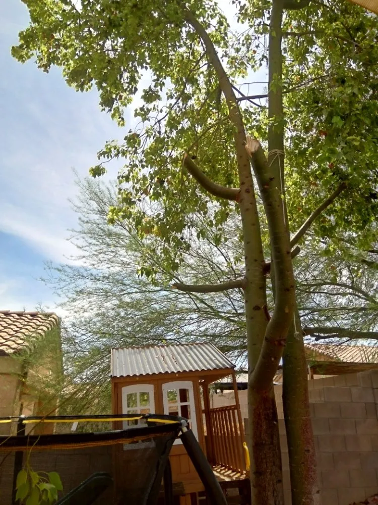 Top-rated landscape installation in Tucson, AZ by Divinity Kleaners