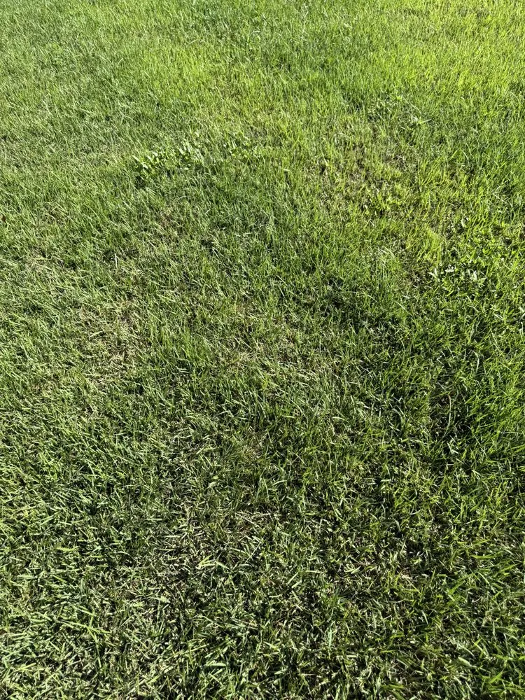 Affordable yard maintenance with custom design across College Park, GA - Division Landscaping