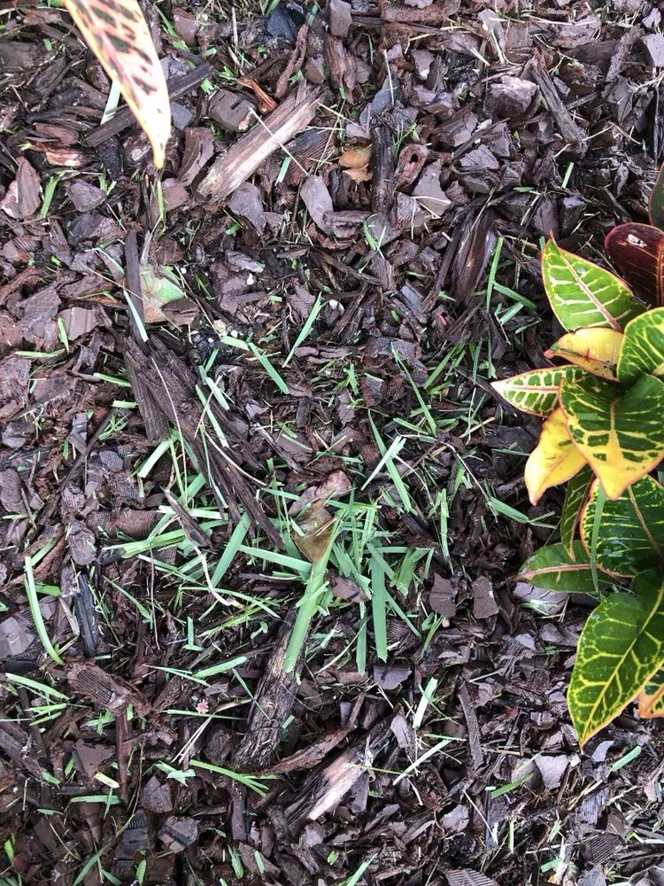 Local landscape installation in Medley, FL by Dixie Landscape