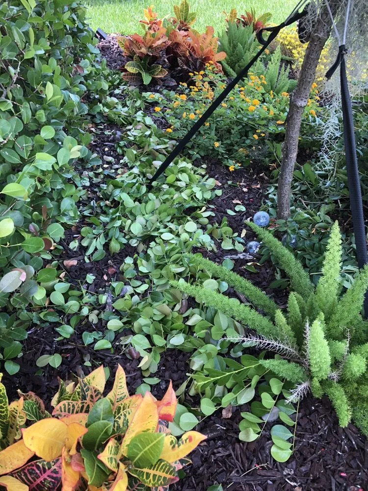 Reliable landscape design experts serving Medley, FL - Dixie Landscape