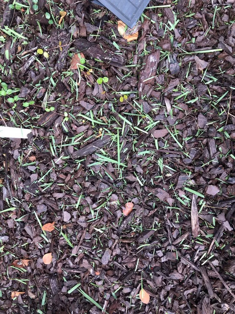 Reliable lawn mowing service in Medley, FL by Dixie Landscape