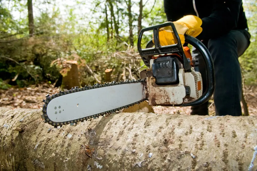 Top-rated landscaping services for year-round maintenance in Rush Hill, MO by Dixie Tree and Landscaping