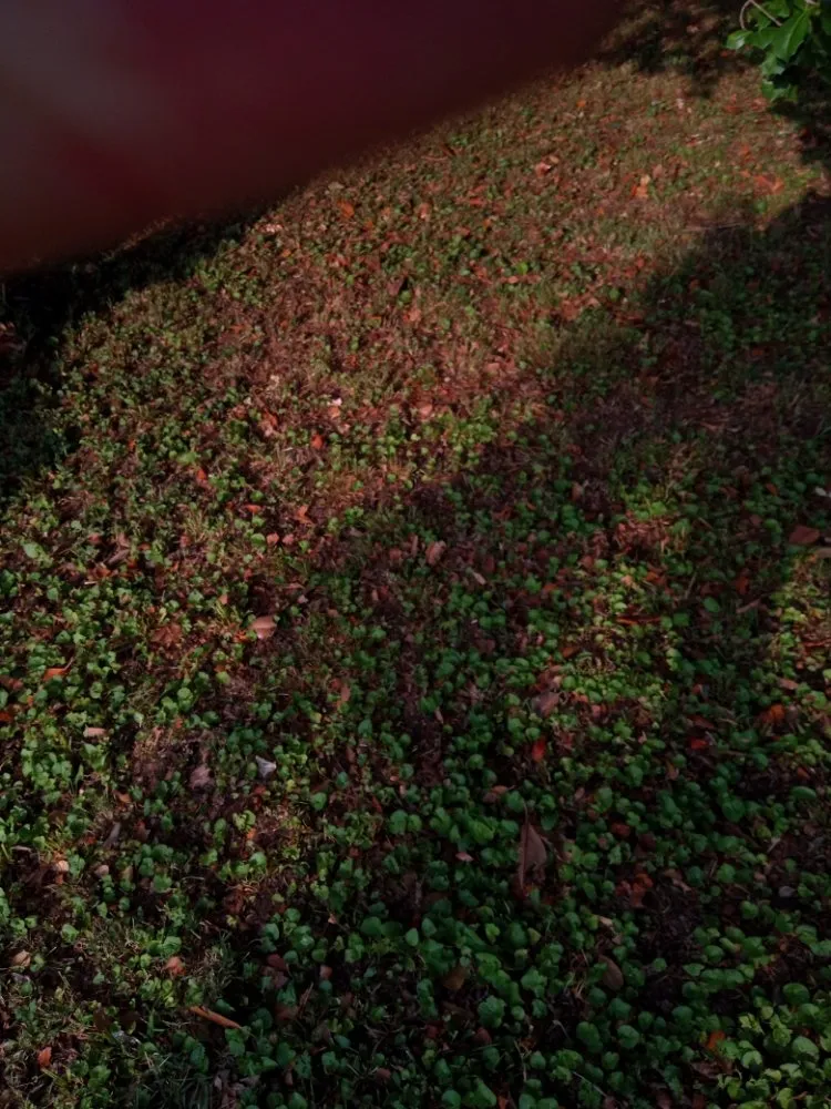 Custom lawn mowing service in Louisville, KY - Dixie's Helping Hands