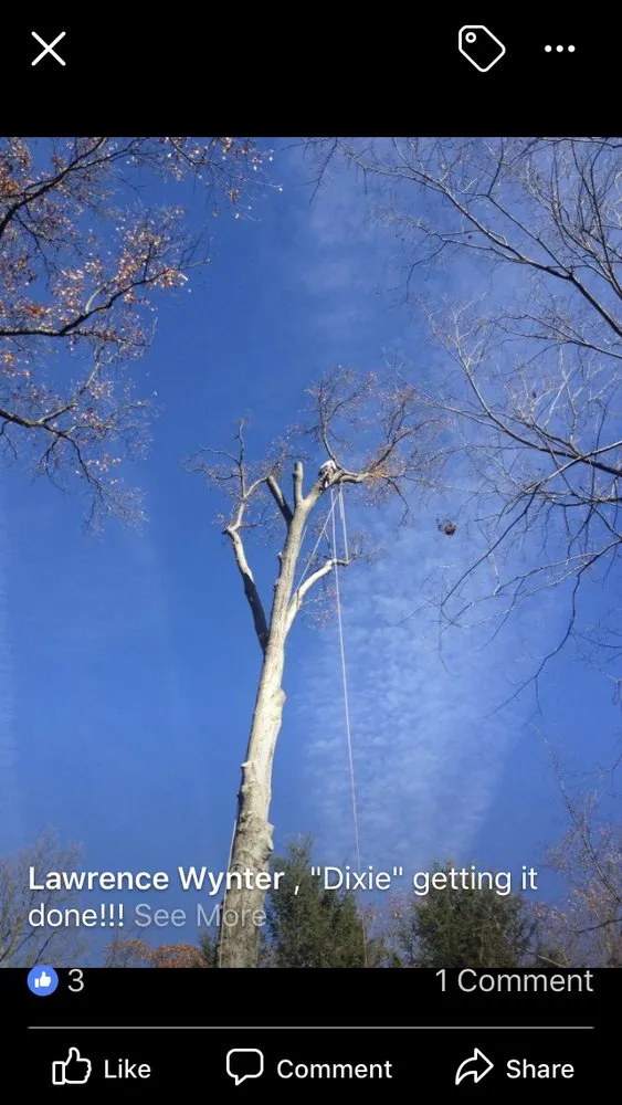 Expert lawn care service in Randallstown, MD - Dixie's Tree and Landscaping