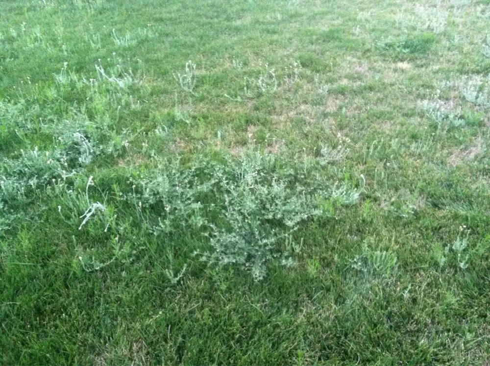 Local outdoor landscaping in Hesperia, CA - Dixon Hydroseeding