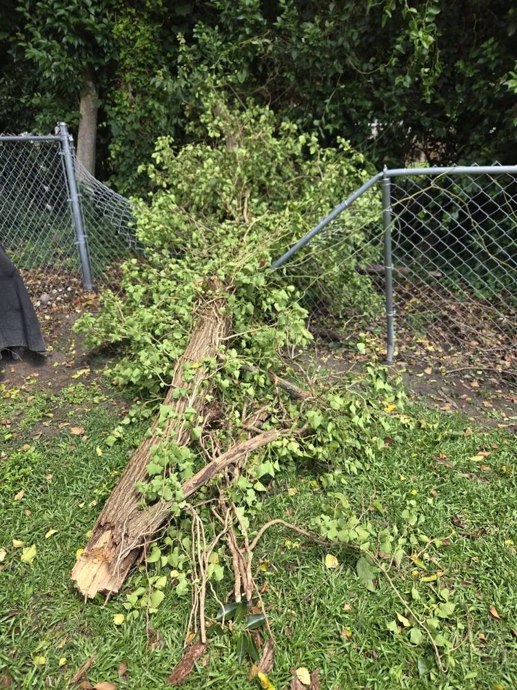 Expert landscape installation for outdoor upgrades in Greenville, NC by Dixon Landscaping