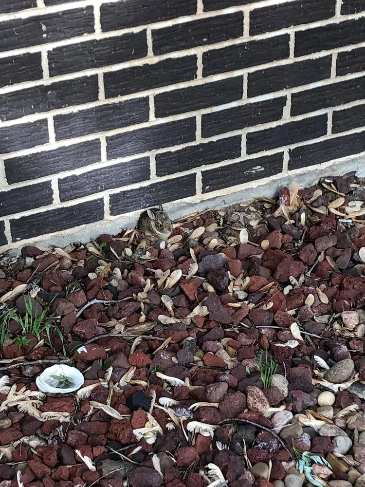 Trusted yard maintenance experts serving Hutchinson, KS - Dixon Lawn Care