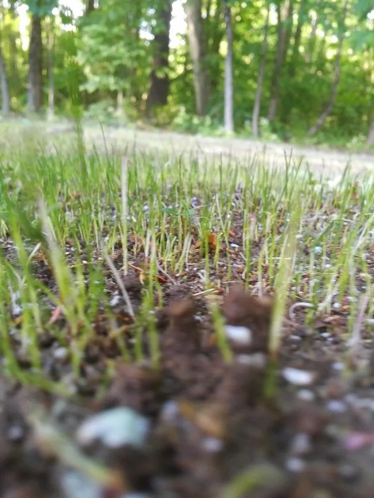 Top-rated yard cleanup service in Sutton, MA by DIY Hydroseed