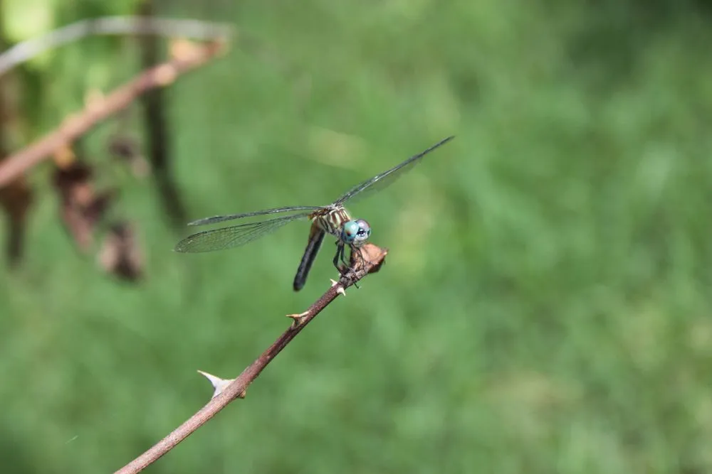 Affordable yard maintenance in Woodbridge, VA - DIY Nature