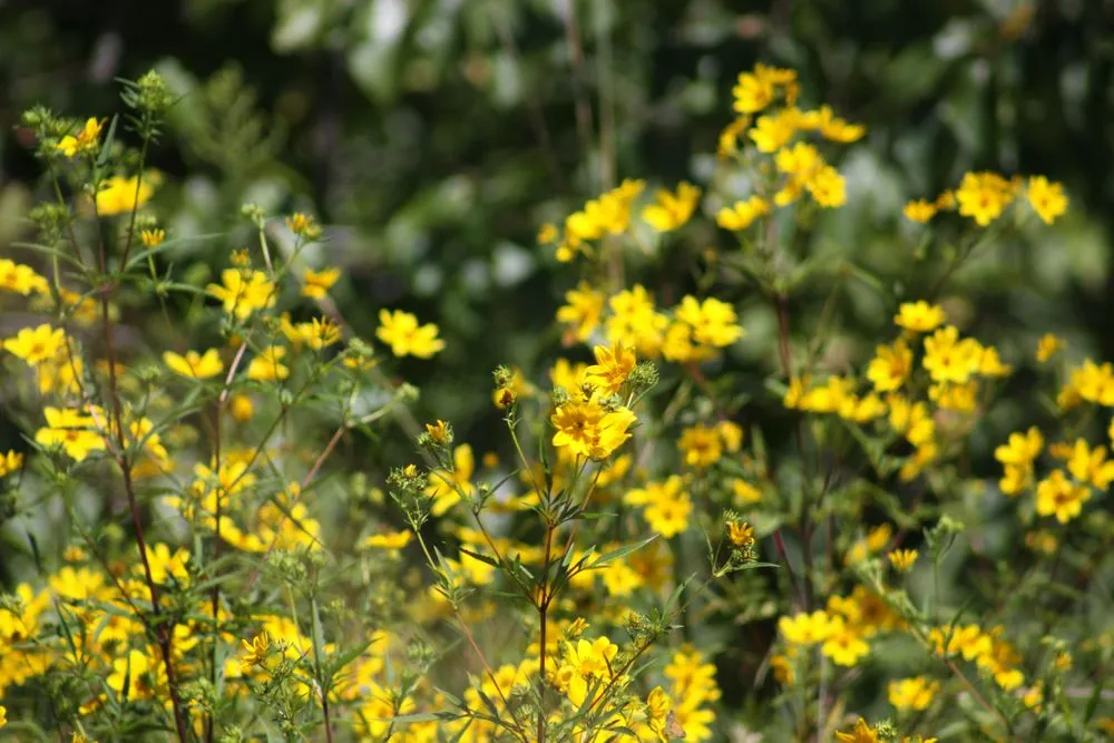 Custom yard cleanup service experts serving Woodbridge, VA - DIY Nature