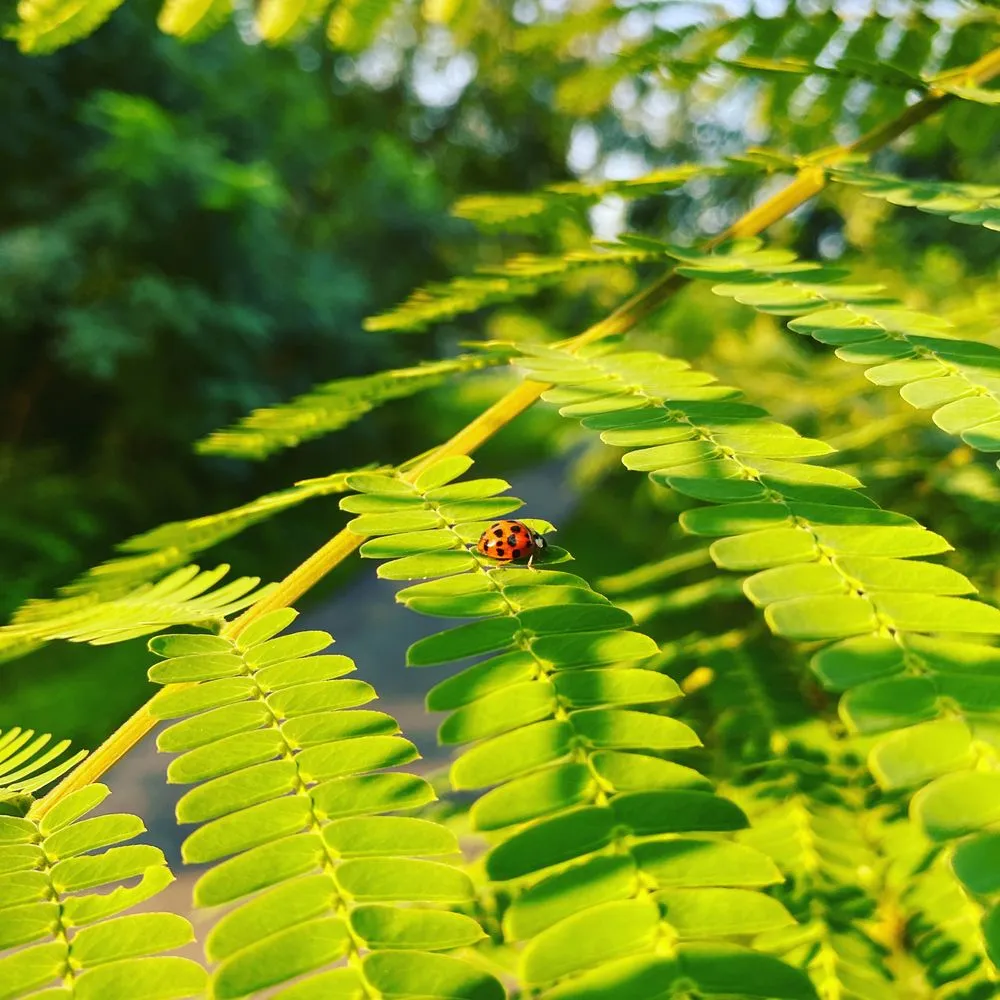 Professional outdoor landscaping experts serving Woodbridge, VA - DIY Nature