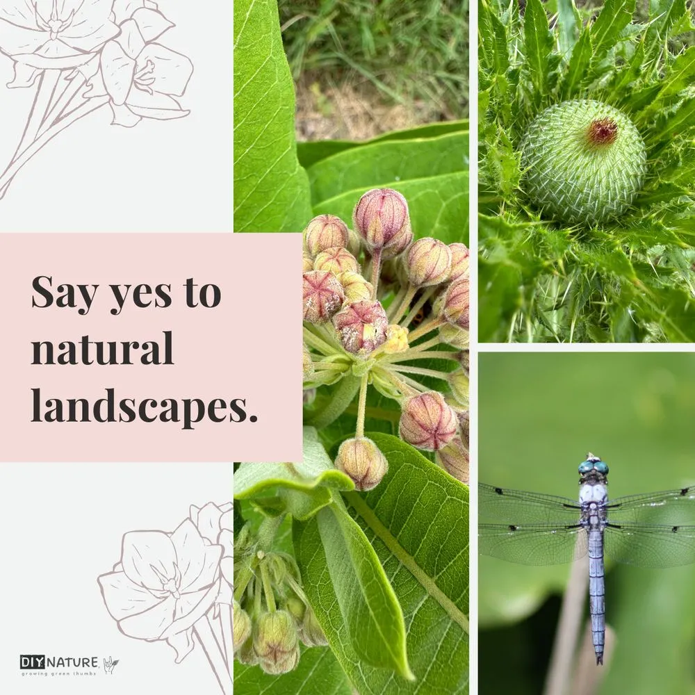 Top-rated yard cleanup service experts serving Woodbridge, VA - DIY Nature