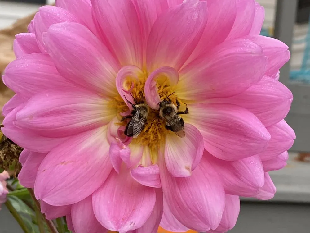 Affordable landscape installation near you across Woodbridge, VA - DIY Nature