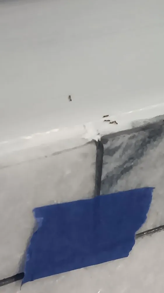 Expert landscape design experts serving Orange City, FL - DIY Pest and Lawn