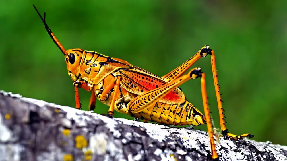 Top-rated landscaping services with custom design across Orange City, FL - DIY Pest and Lawn