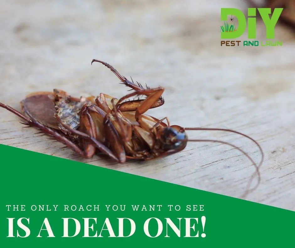 Local landscape installation in Orange City, FL - DIY Pest and Lawn