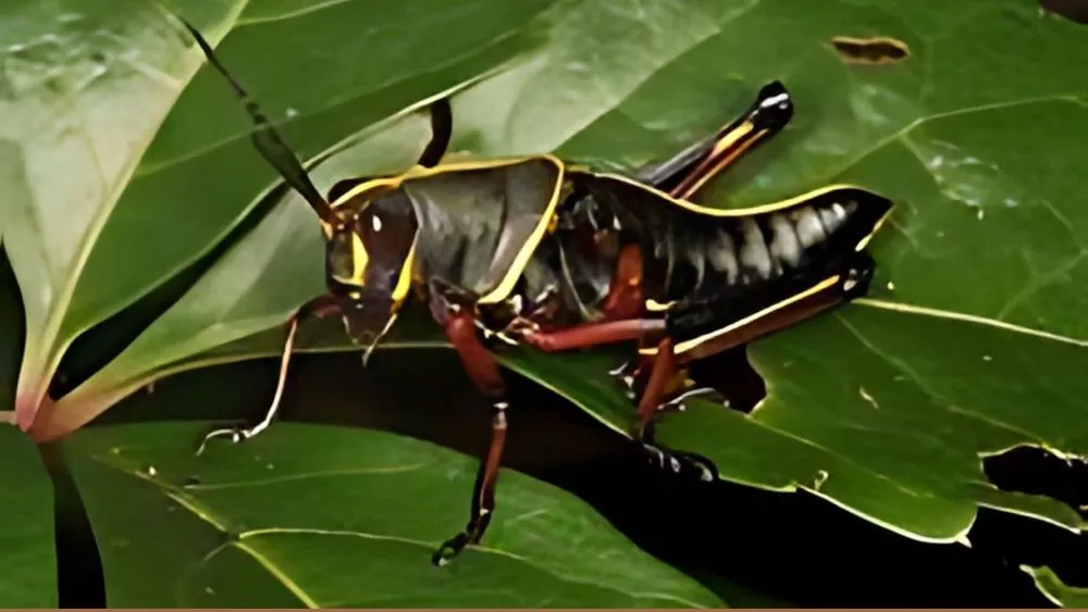 Trusted yard maintenance in Orange City, FL - DIY Pest and Lawn