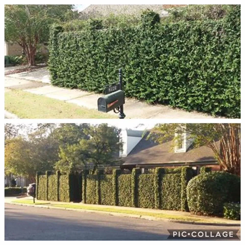 Top-rated lawn care service experts serving Montgomery, AL - Dizzle Landscape and Design