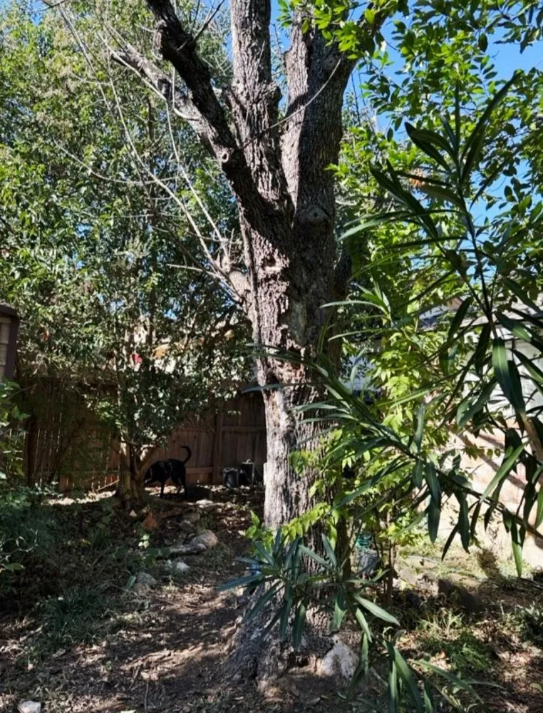 Expert outdoor landscaping experts serving Santa Clara, TX - Dizzy Creek Tree and Lawn Service