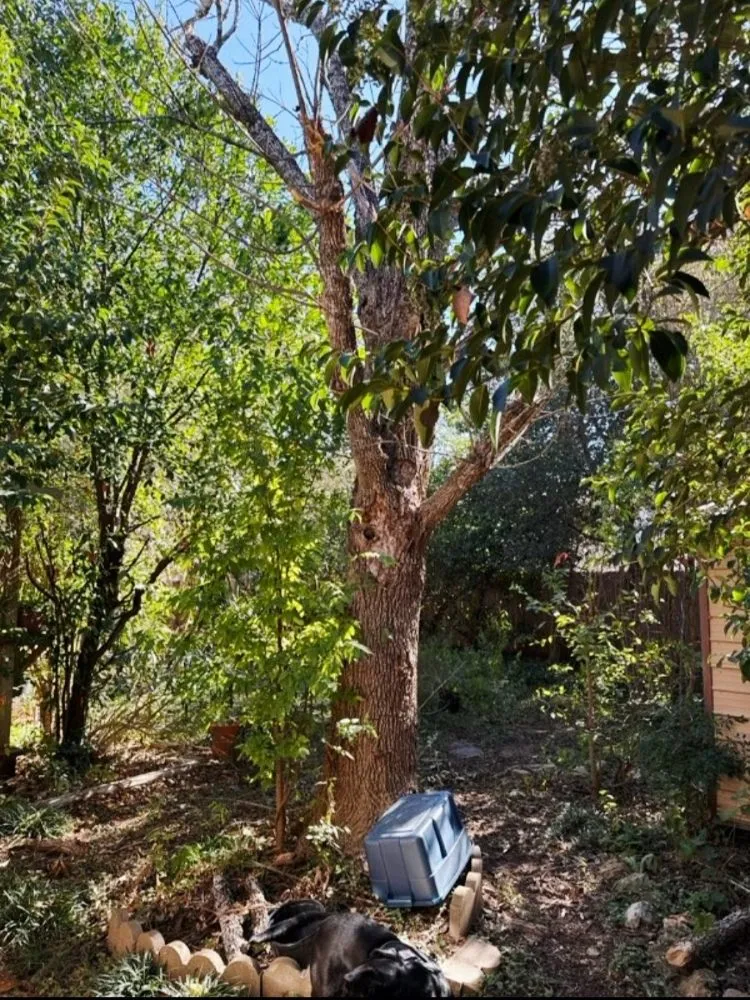 Reliable landscaping services in Santa Clara, TX by Dizzy Creek Tree and Lawn Service