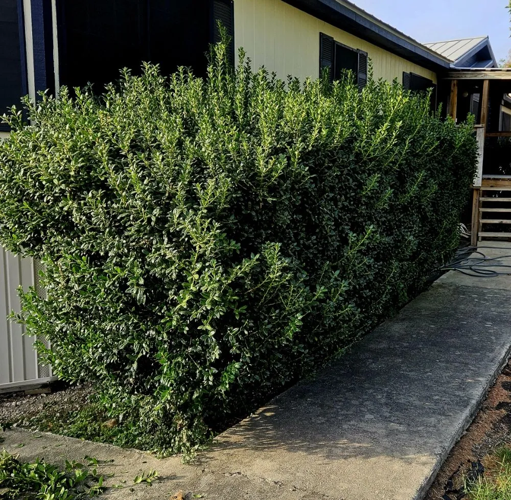 Reliable yard maintenance for beautiful yards in Santa Clara, TX by Dizzy Creek Tree and Lawn Service