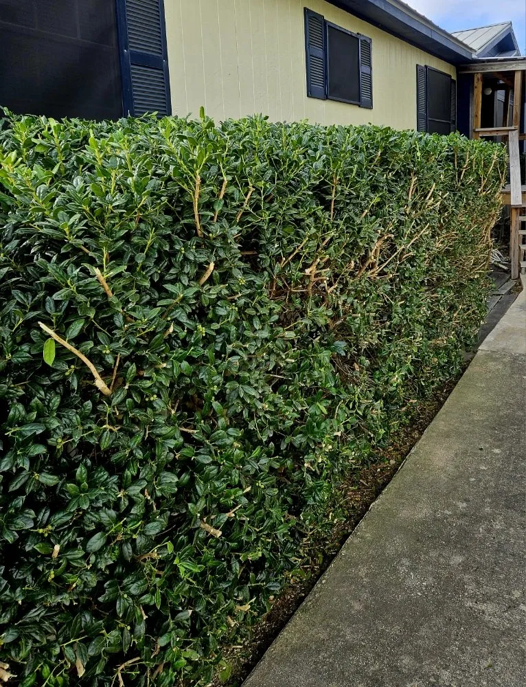 Trusted outdoor landscaping in Santa Clara, TX by Dizzy Creek Tree and Lawn Service
