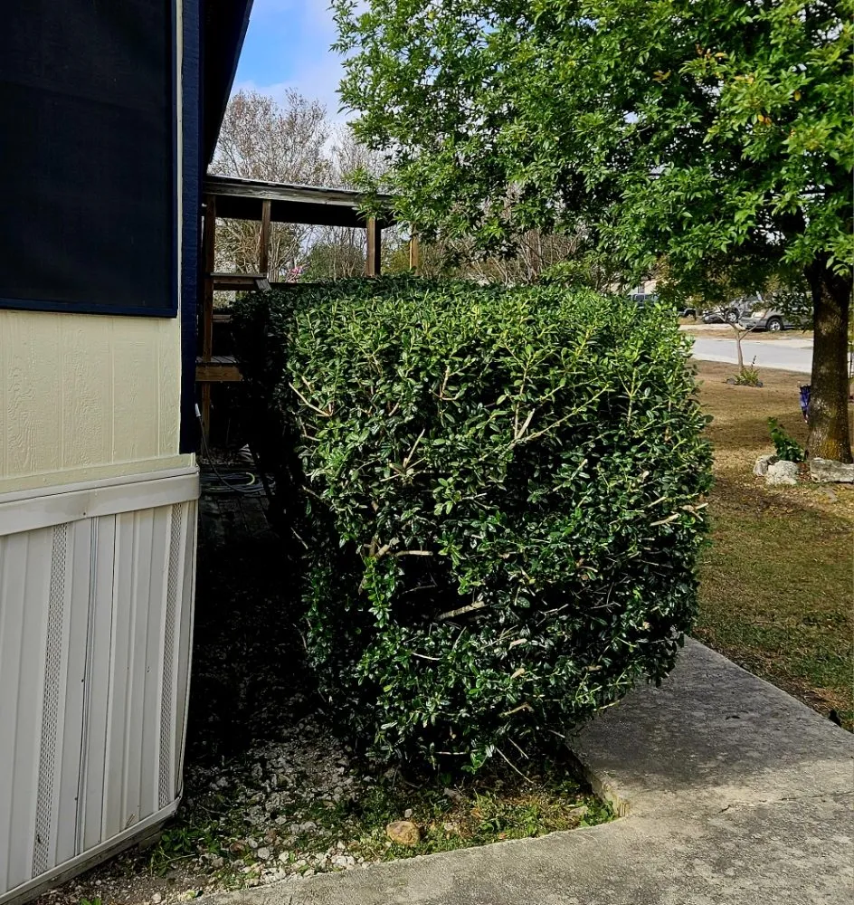 Top-rated lawn mowing service for year-round maintenance across Santa Clara, TX - Dizzy Creek Tree and Lawn Service