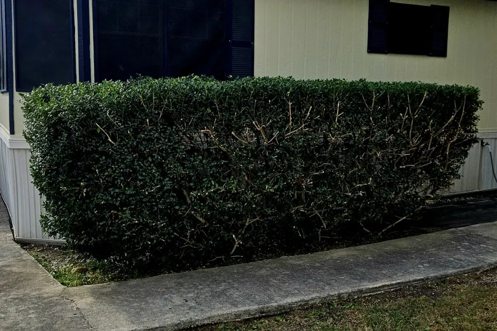Reliable lawn mowing service in Santa Clara, TX - Dizzy Creek Tree and Lawn Service