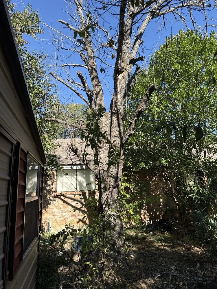 Affordable yard maintenance experts serving Santa Clara, TX - Dizzy Creek Tree and Lawn Service