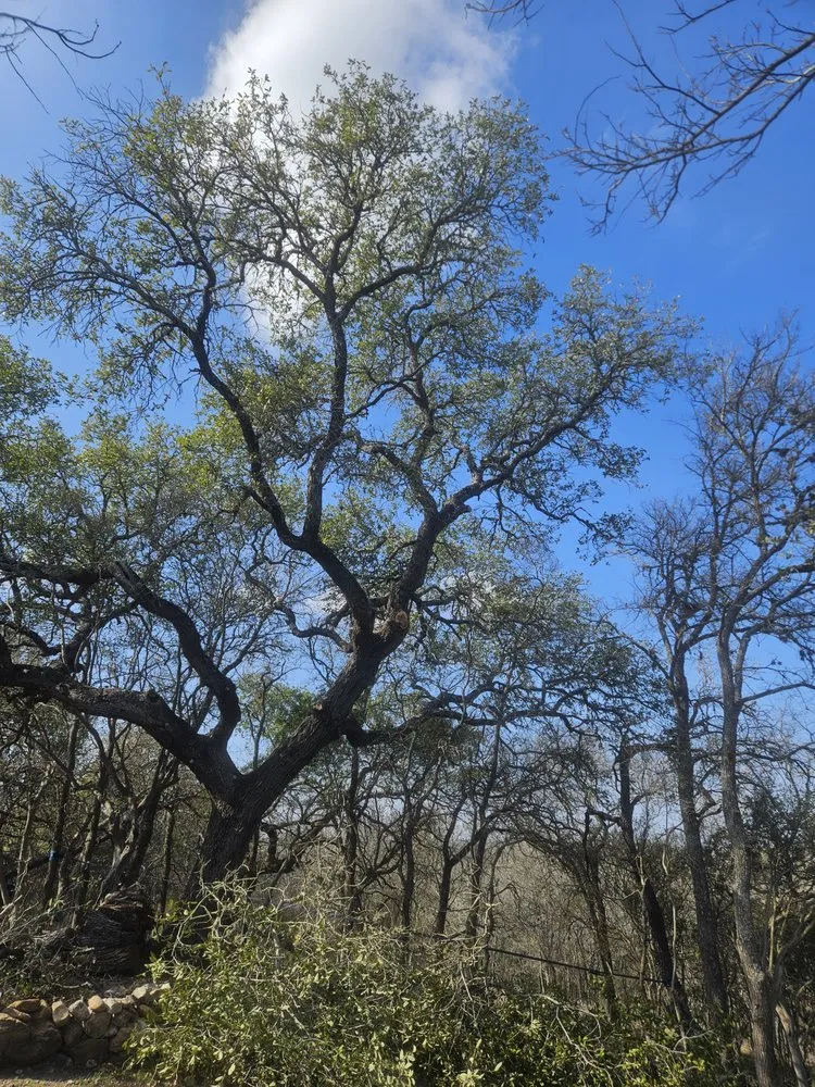 Reliable lawn care service in Santa Clara, TX - Dizzy Creek Tree and Lawn Service