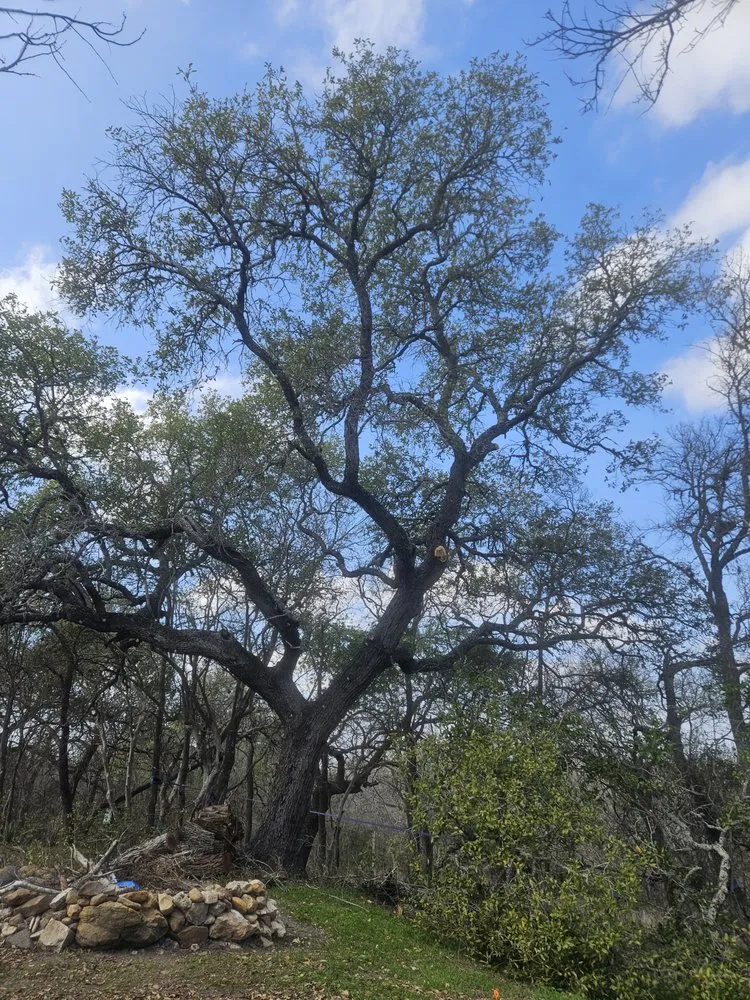 Custom yard maintenance for residential properties in Santa Clara, TX by Dizzy Creek Tree and Lawn Service