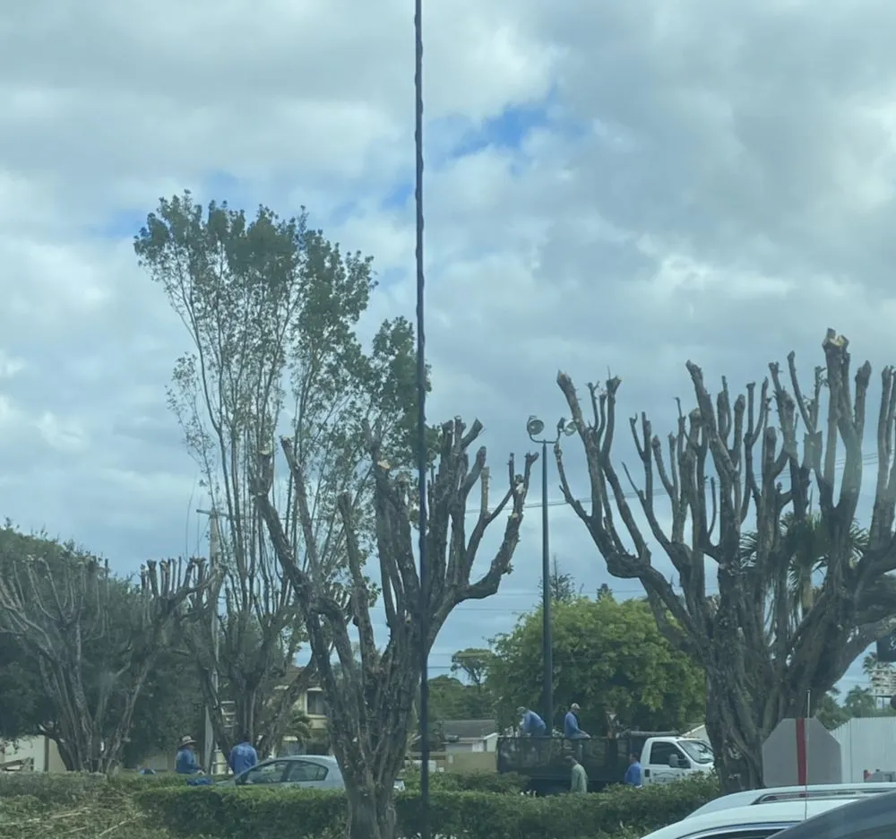 Reliable yard maintenance experts serving Boynton Beach, FL - DJ Landscape