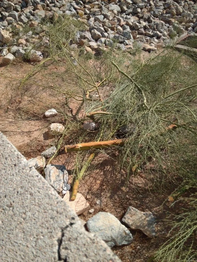 Reliable yard cleanup service for beautiful yards in Tucson, AZ by D&J Landscape Maintenance