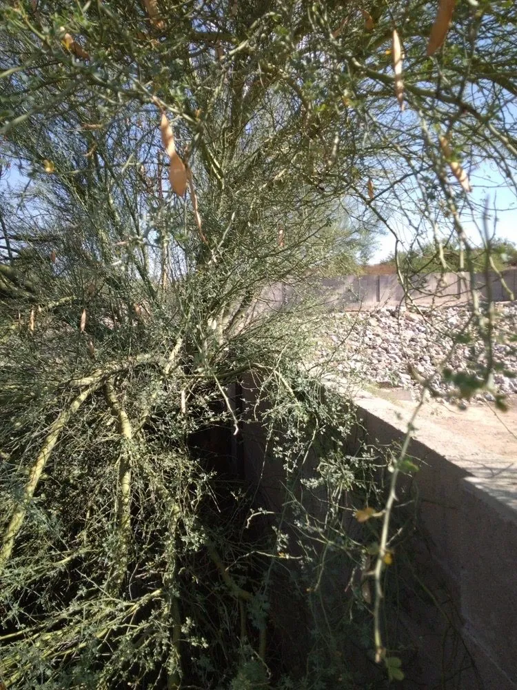 Top-rated yard cleanup service in Tucson, AZ - D&J Landscape Maintenance