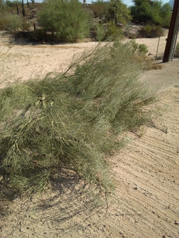 Trusted outdoor landscaping in Tucson, AZ by D&J Landscape Maintenance