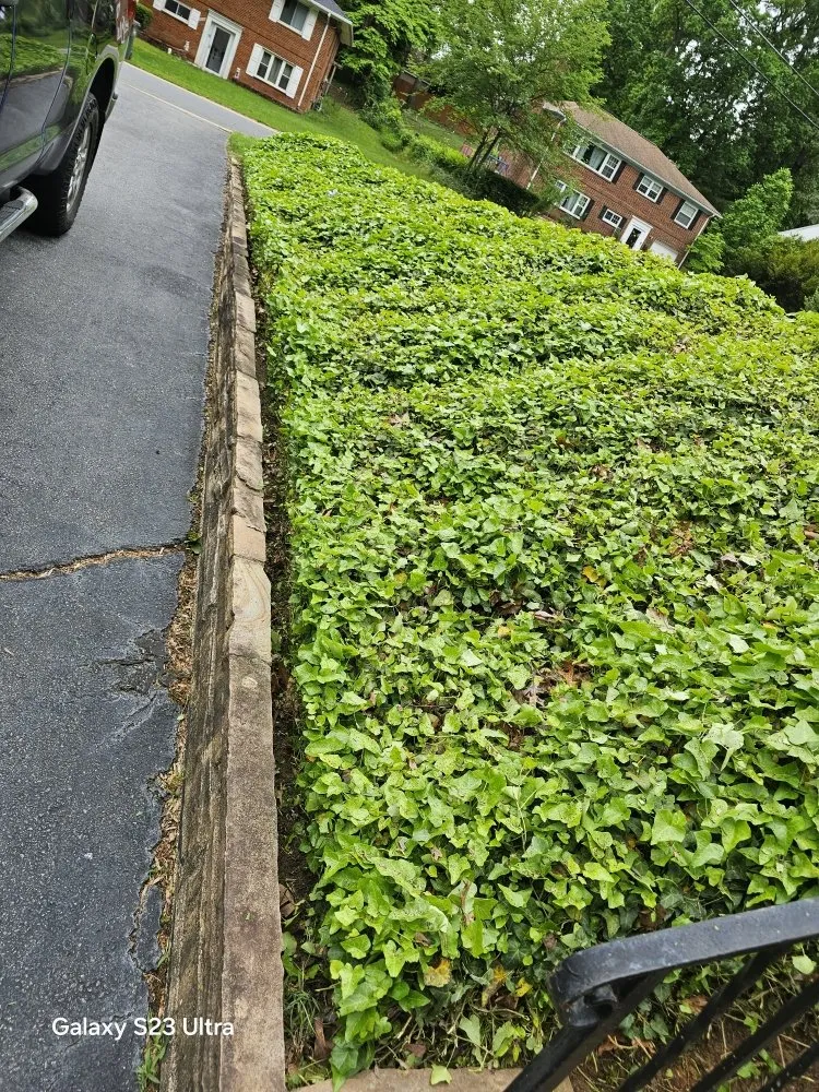Expert yard cleanup service in Alexandria, VA - D&J Landscaping