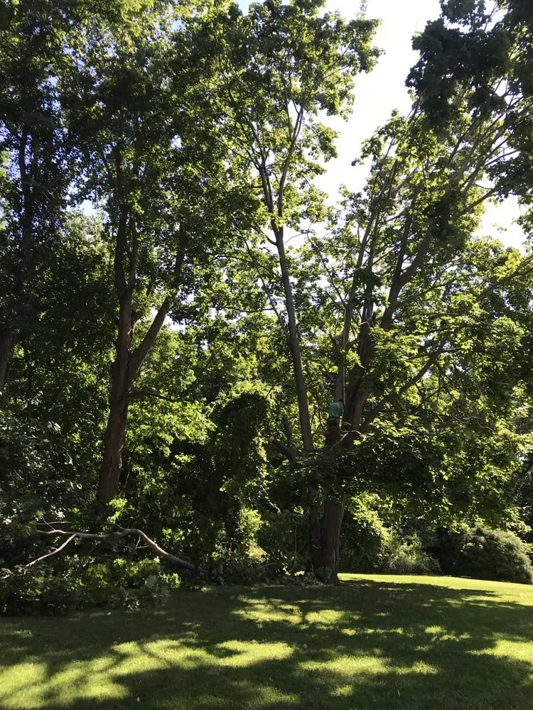 Affordable residential landscaping near you across Brentwood, NY - DJ Landscaping